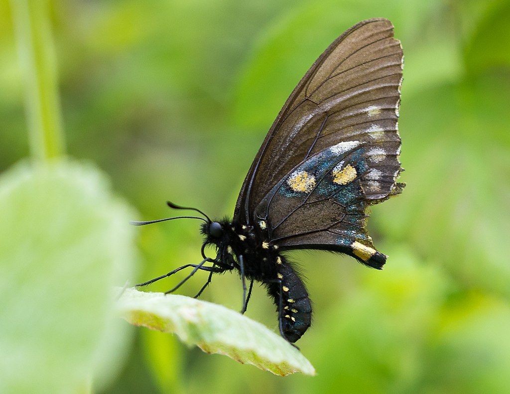 Pipevine swallowtail at Bidwell-Sacramento River State Park