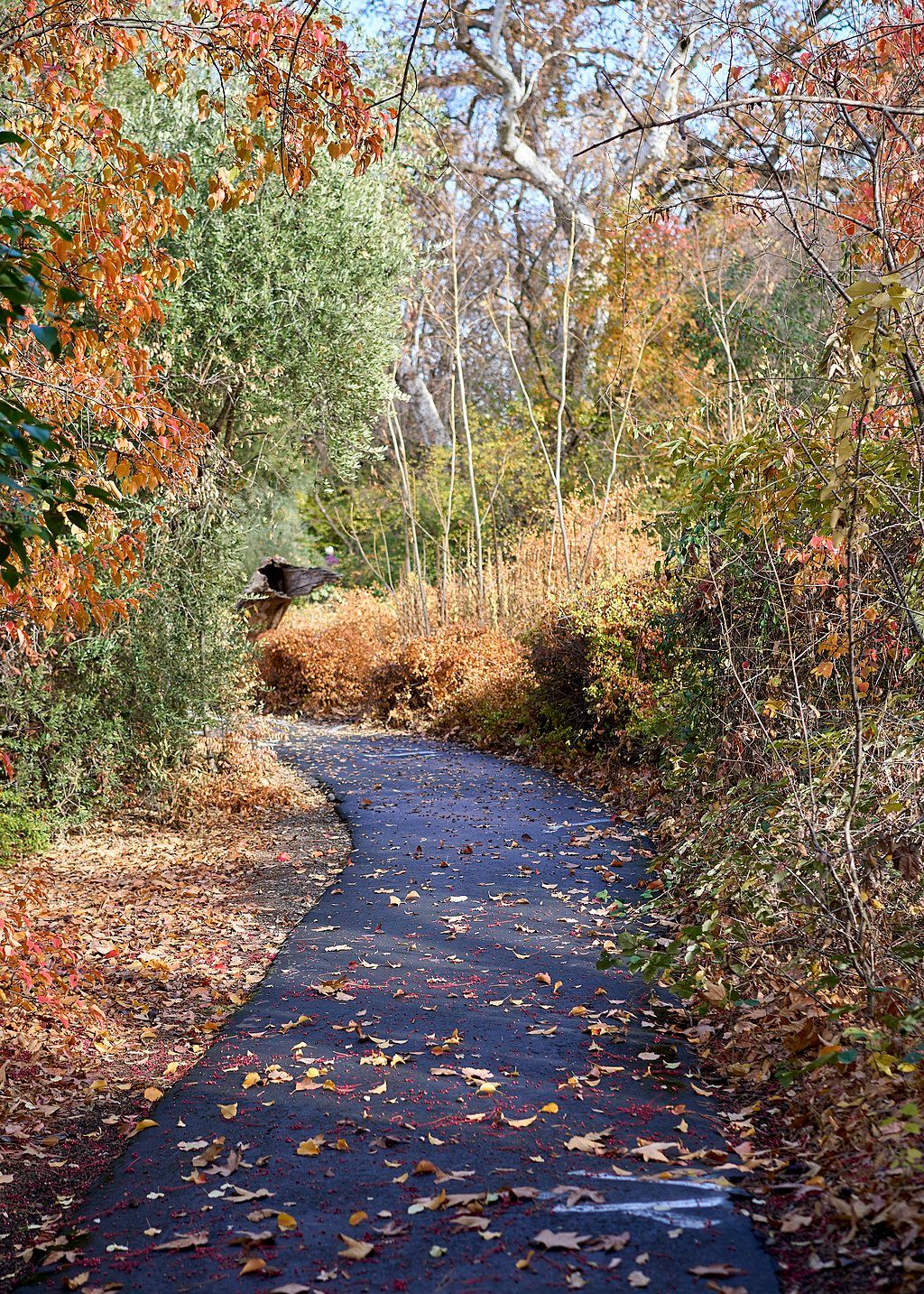 Trail with foliage at Chico Seed Orchard