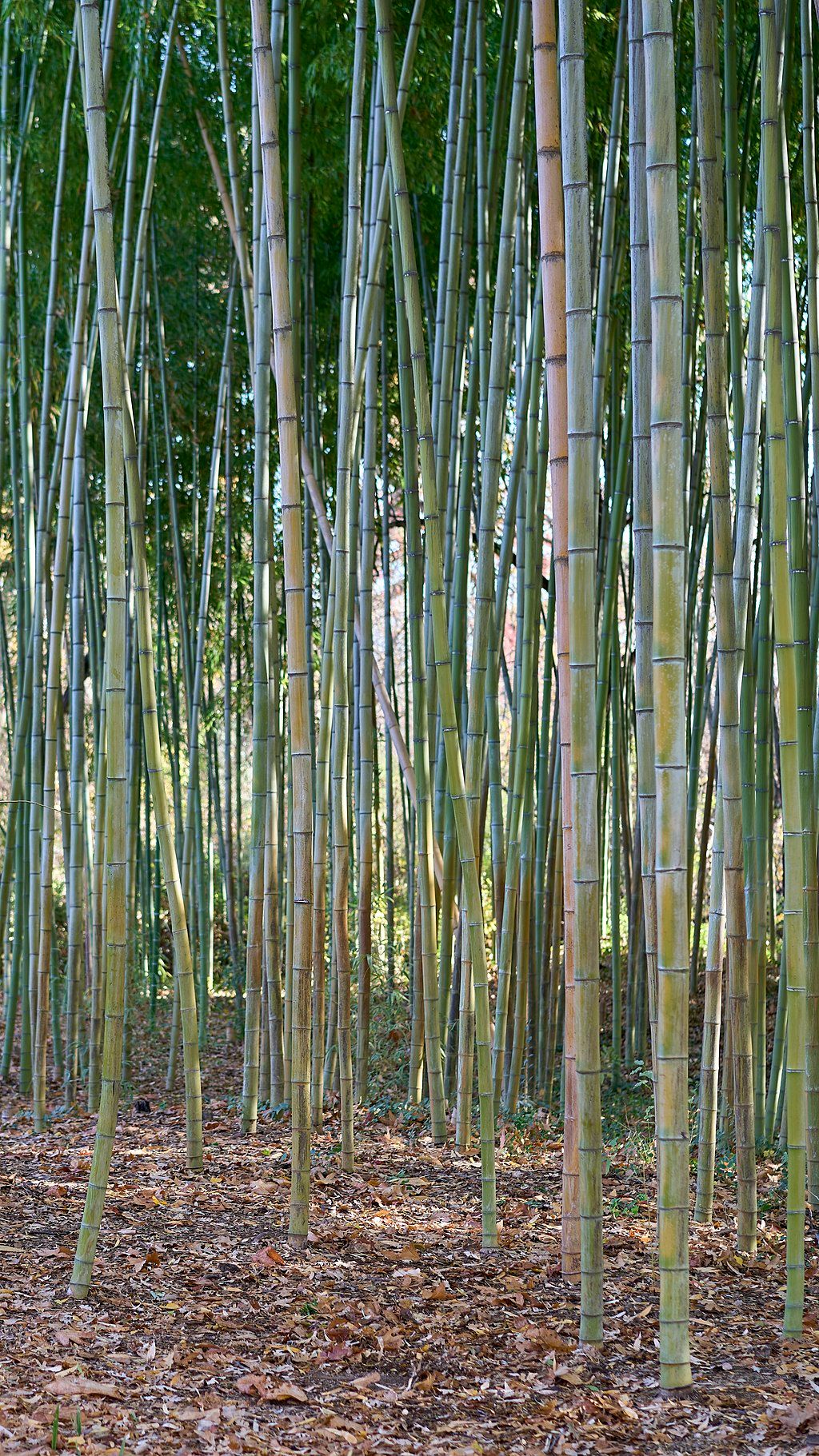 Bamboos at Chico Seed Orchard