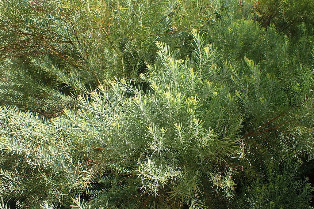 Acacia boormanii shrub at Clovis Botanical Garden