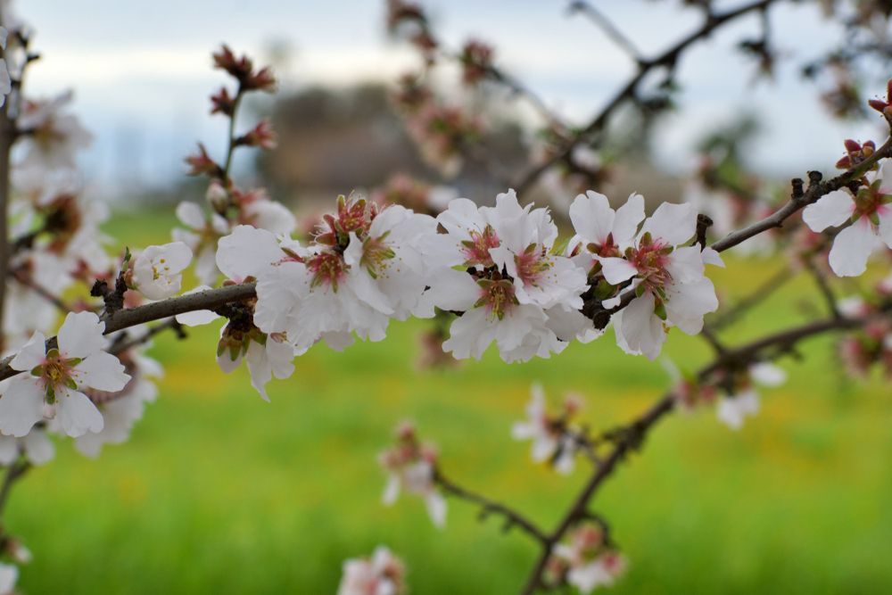 Cherry blossom blooms at Fresno County Blossom Trail