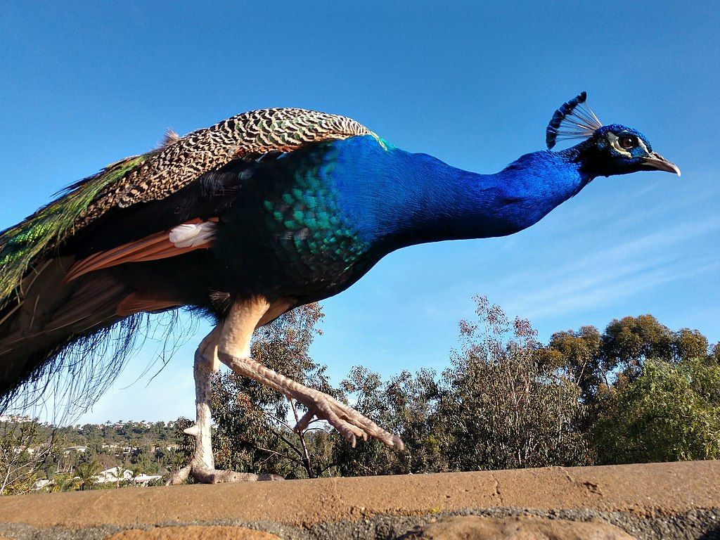 A peacock at Leo Carrillo Ranch Historic Park