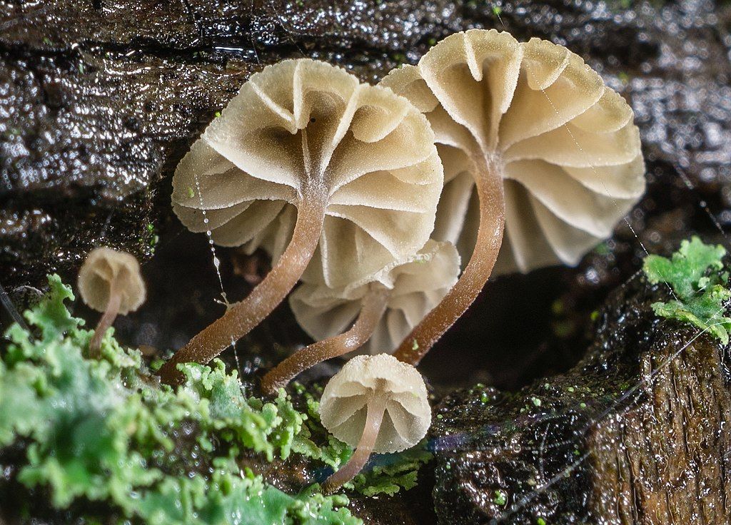 Mushrooms along Mcclellan Ranch Preserve