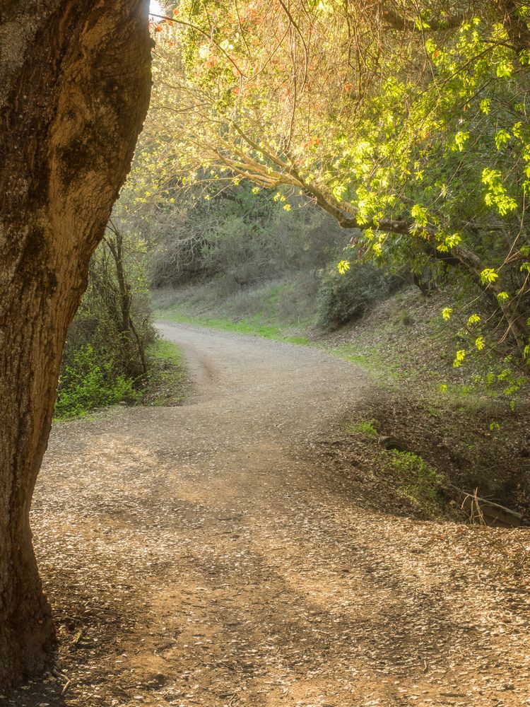 Nature trail at Rancho San Antonio County Park & Preserve