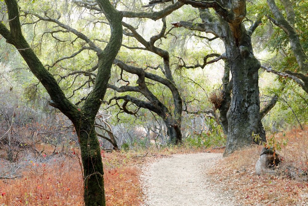 A trail lined with oak trees at Stevens Creek County Park