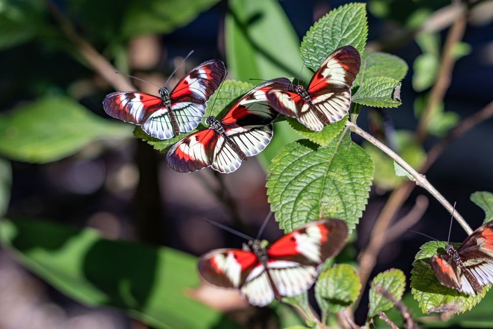 Piano key butterflies at Butterfly World