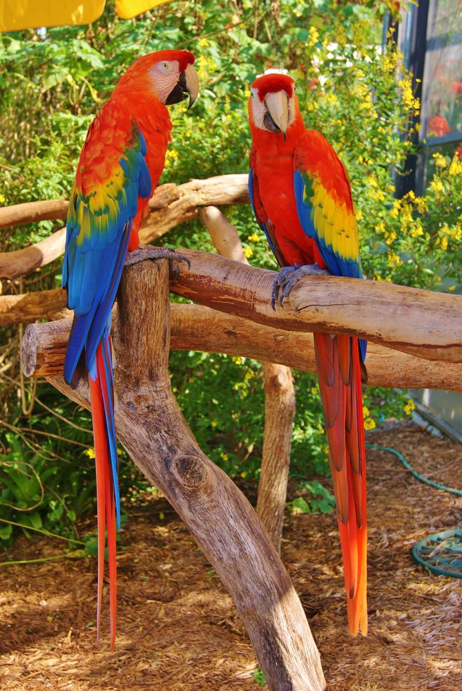 Colorful parrots at Butterfly World
