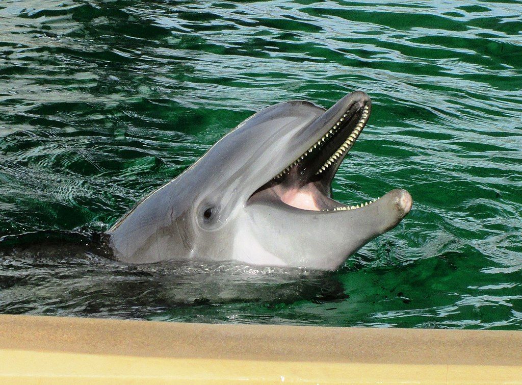 Bottlenose dolphin at Clearwater Marine Aquarium