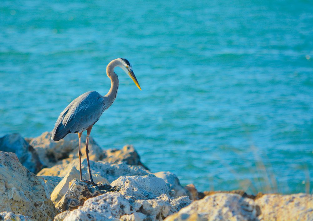 A heron at Sand Key Park