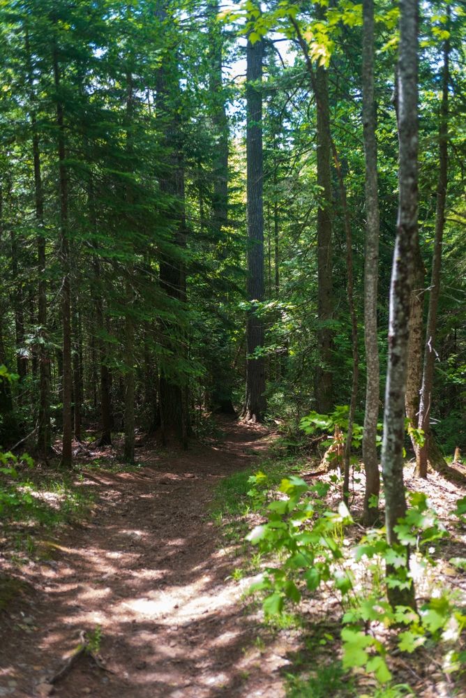 Trail lined with trees at Estivant Pines Nature Sanctuary