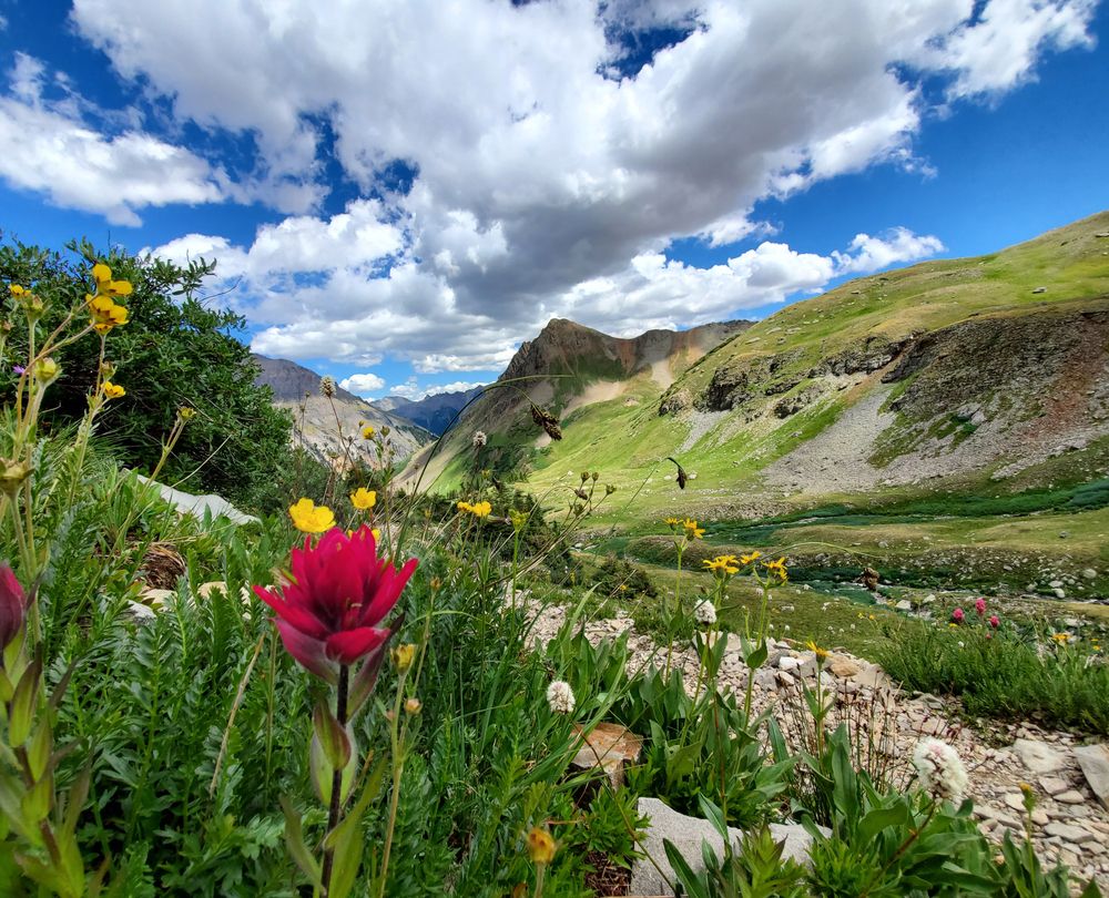 Wildflowers at Yankee Boy Basin
