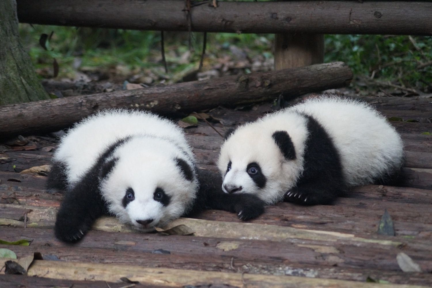 15 Best Things to Do in Chengdu, China