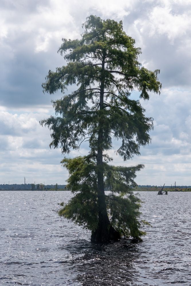 Solitary trees on lake Great Dismal Swamp