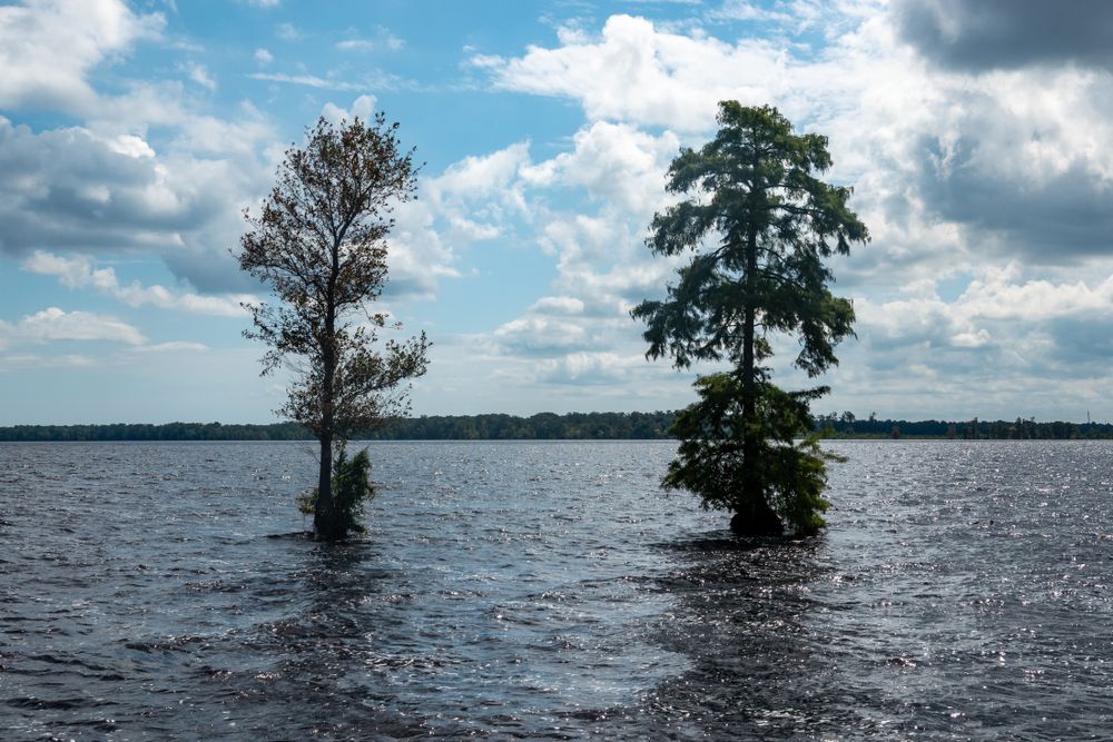 Solitary trees on lake Great Dismal Swamp