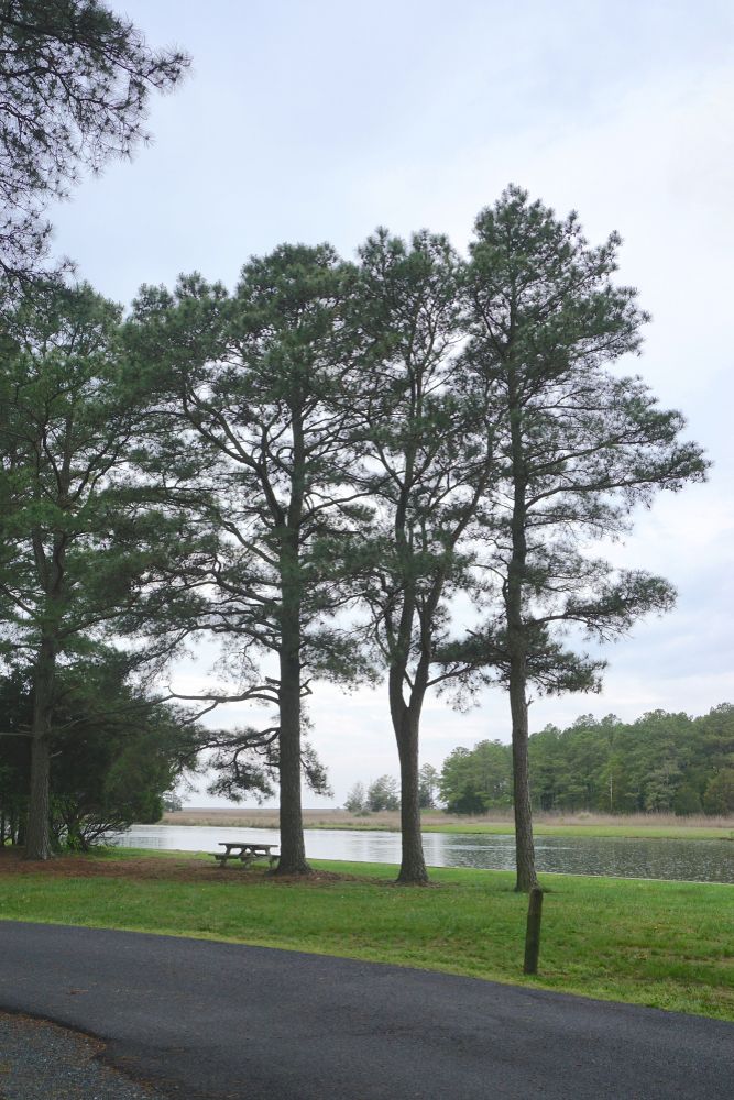 Trees at Janes Island State Park
