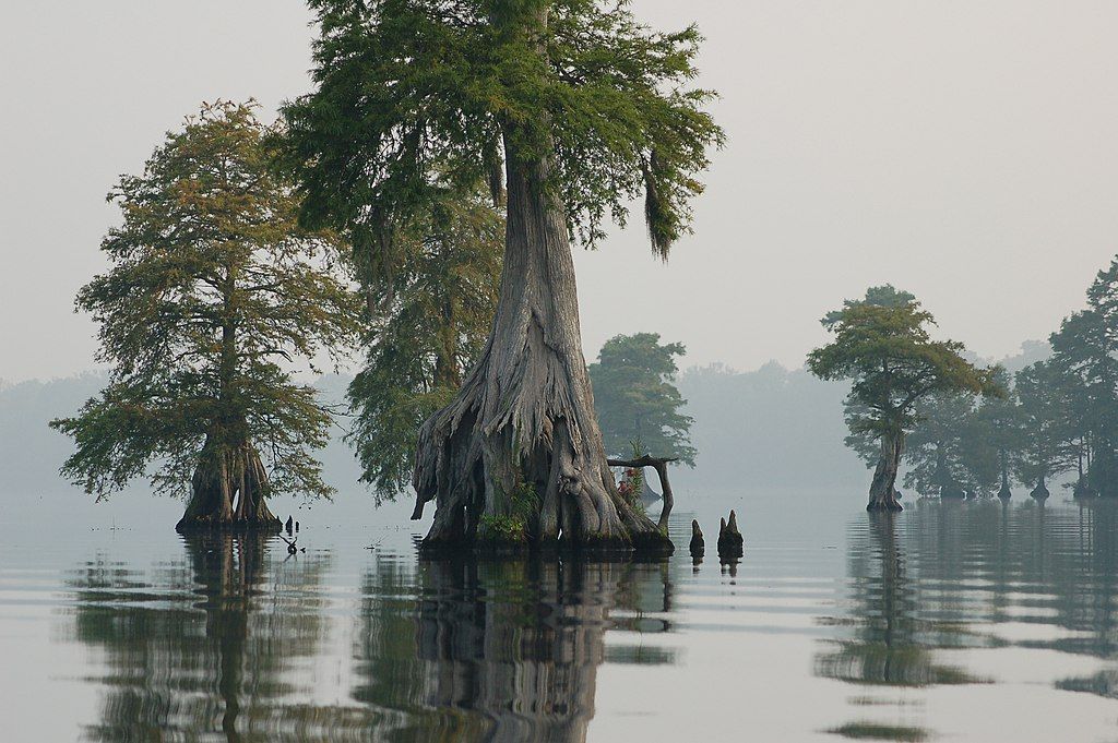 Trees on the Great Dismal Swamp