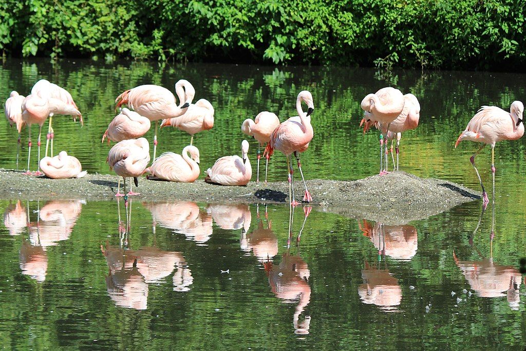Flamingos at Bronx Zoo