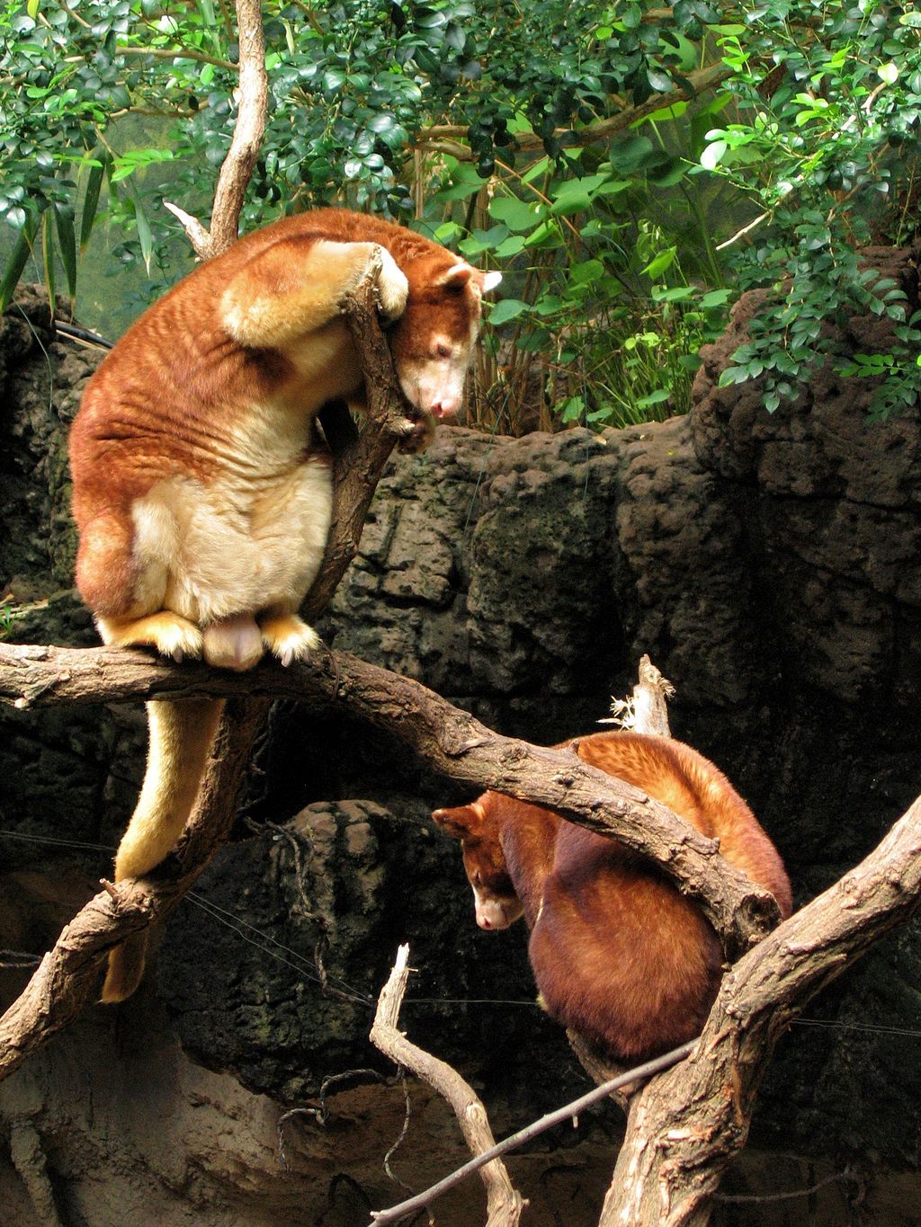 Animals at Bronx Zoo