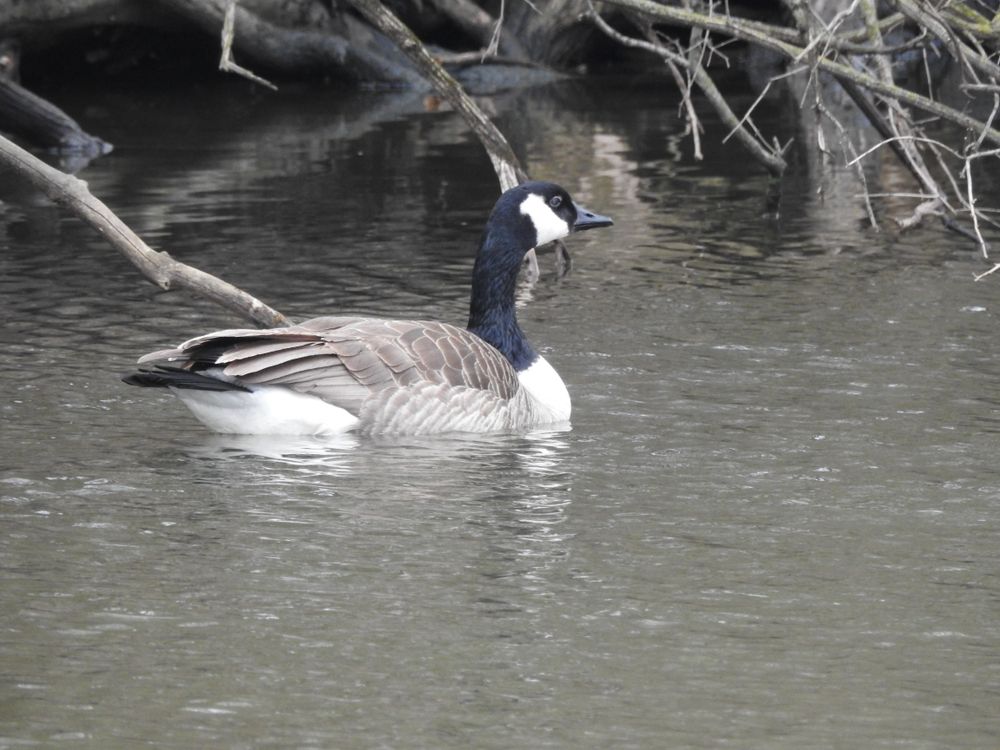 A duck on the waters of Crystal Lake Park