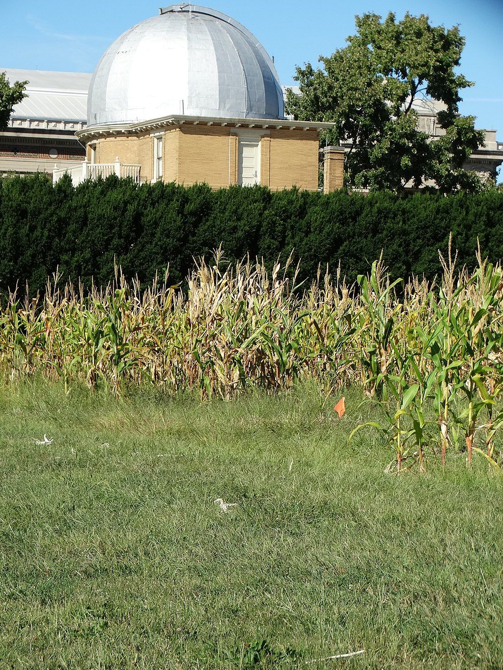 Corn crops of The Morrow Plots