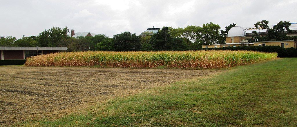 The field of The Morrow Plots