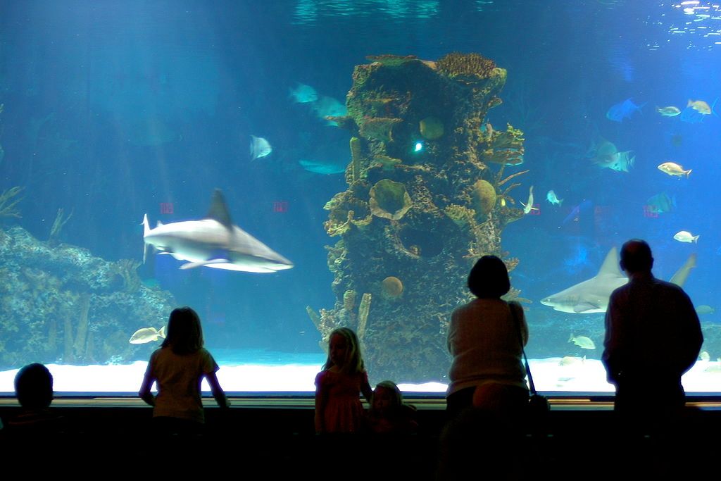 Shark tank in Newport Aquarium