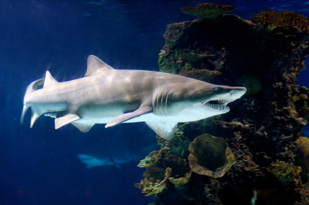 A shark in Newport Aquarium