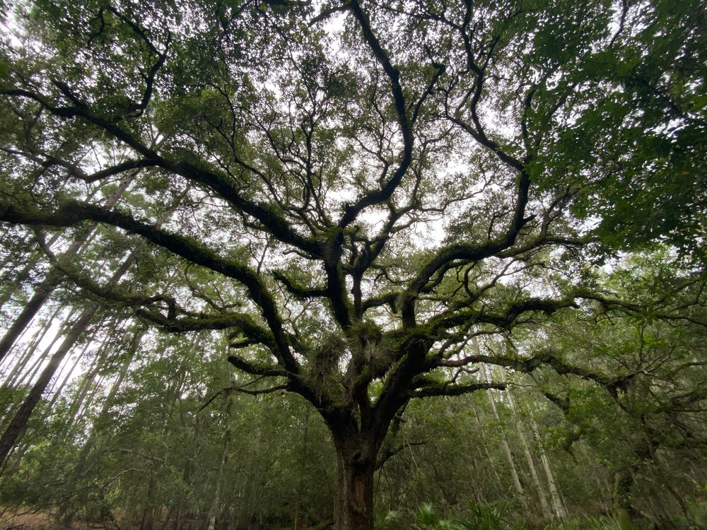 A majestic tree at Lake Louisa State Park