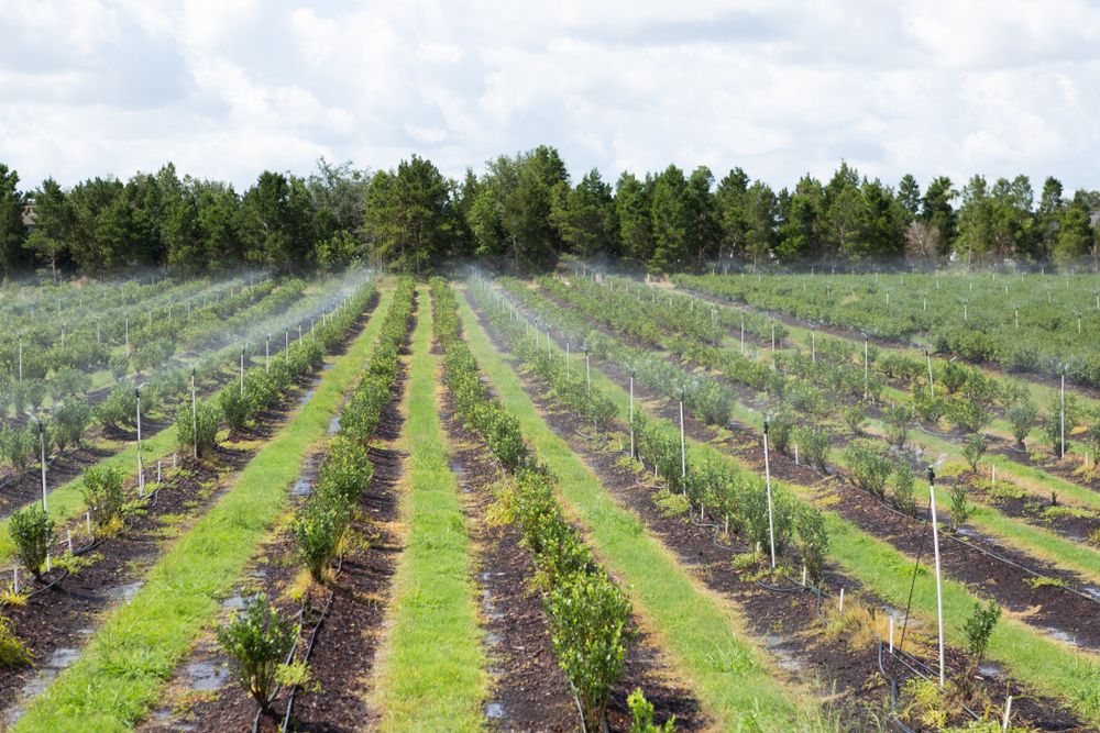 The Showcase of Citrus plantation