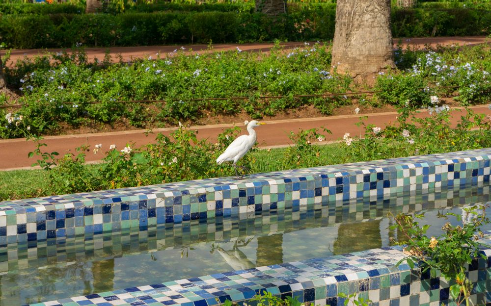 A heron at Arab League Park