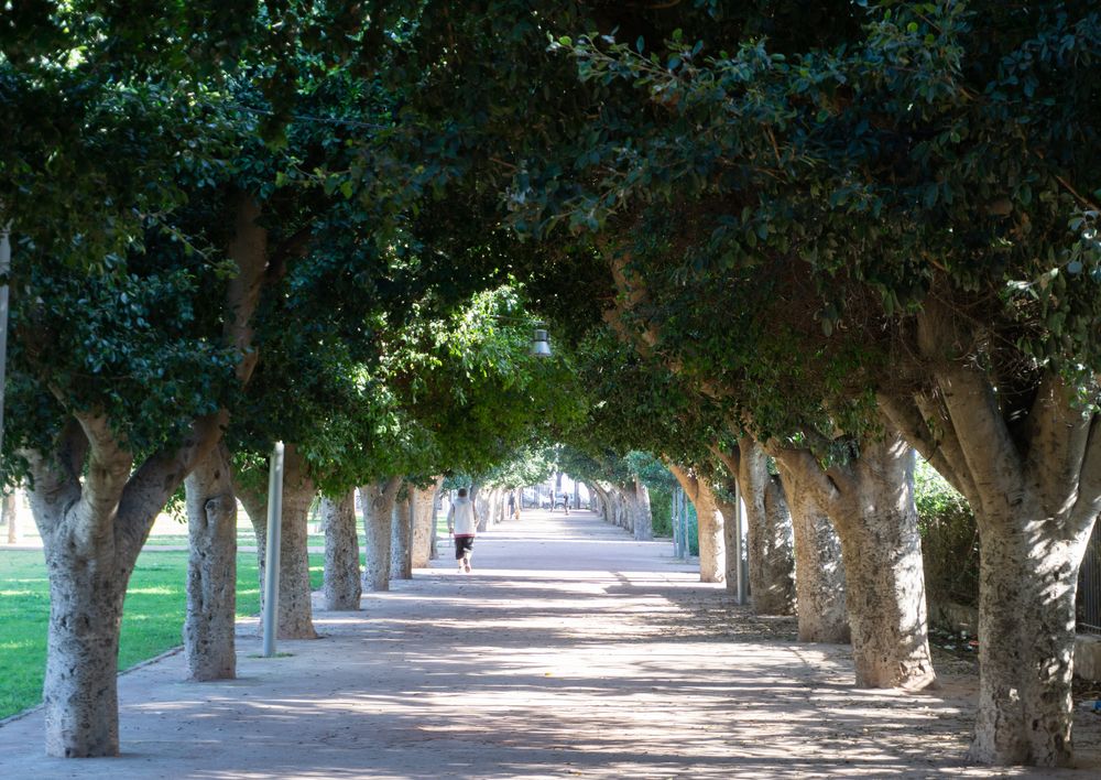 A pathway lined with trees at Arab League Park
