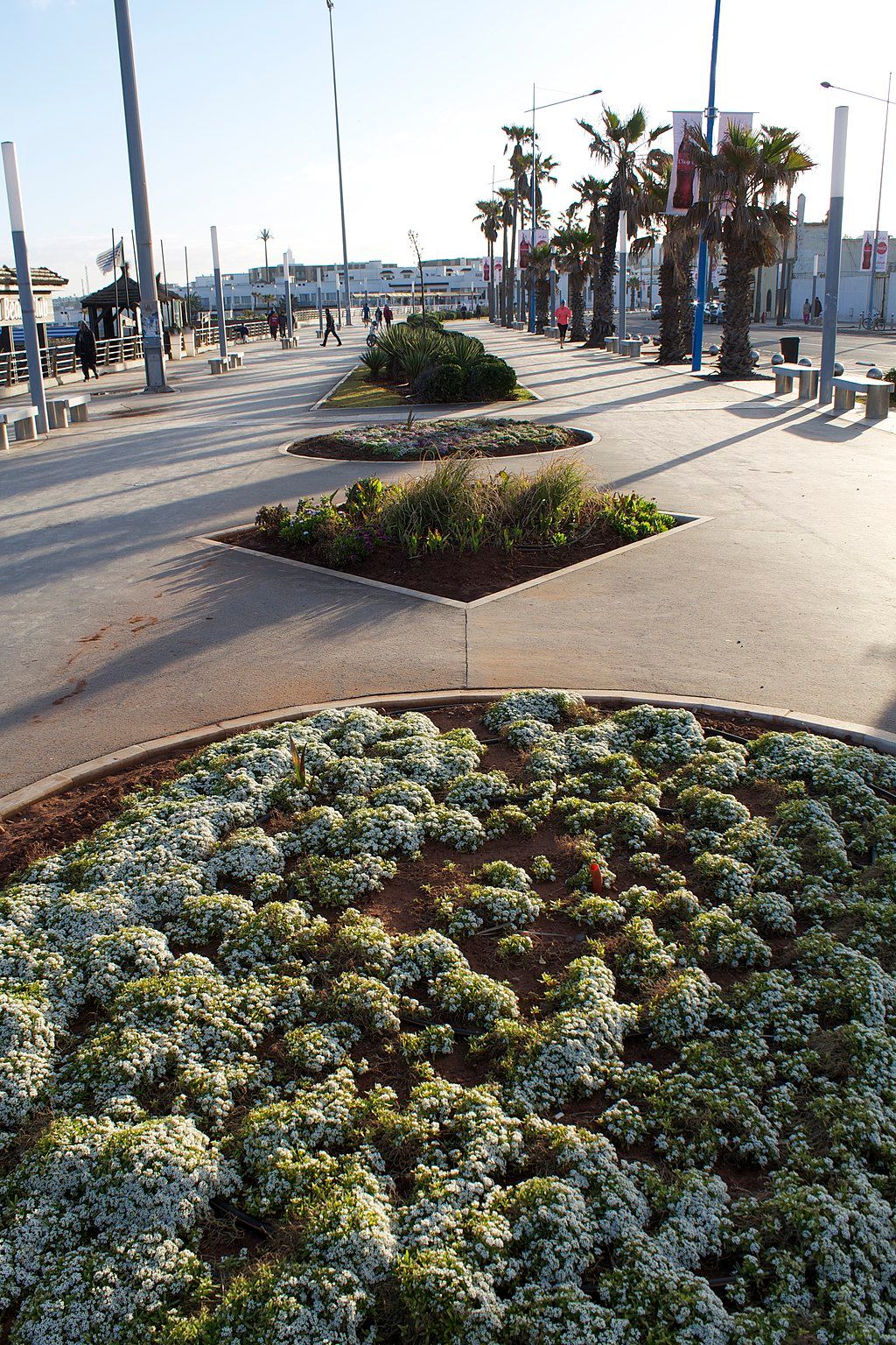 Plant beds along Boulevard de la Corniche
