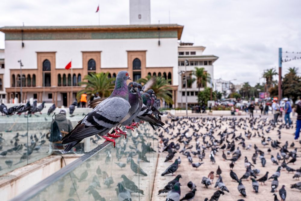 Flock of pigeons in front of Casablanca's City Hall