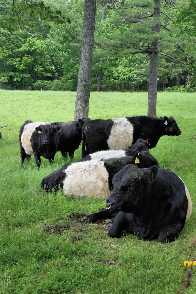 Daytime view of Belted Galloway cows at Aldermere Farm