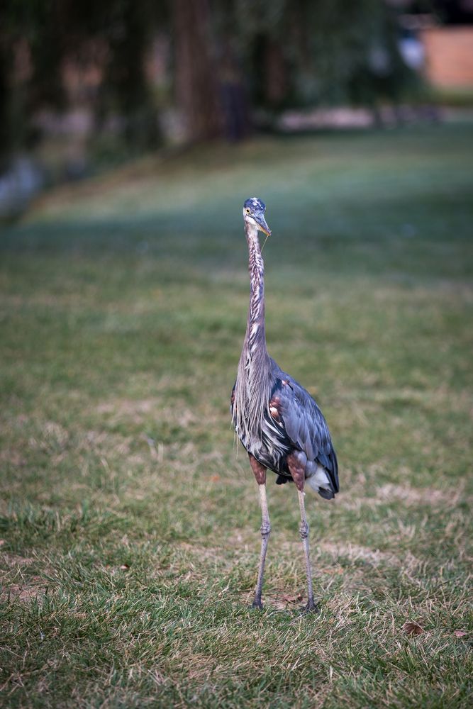 A heron on the grounds of Heritage Park