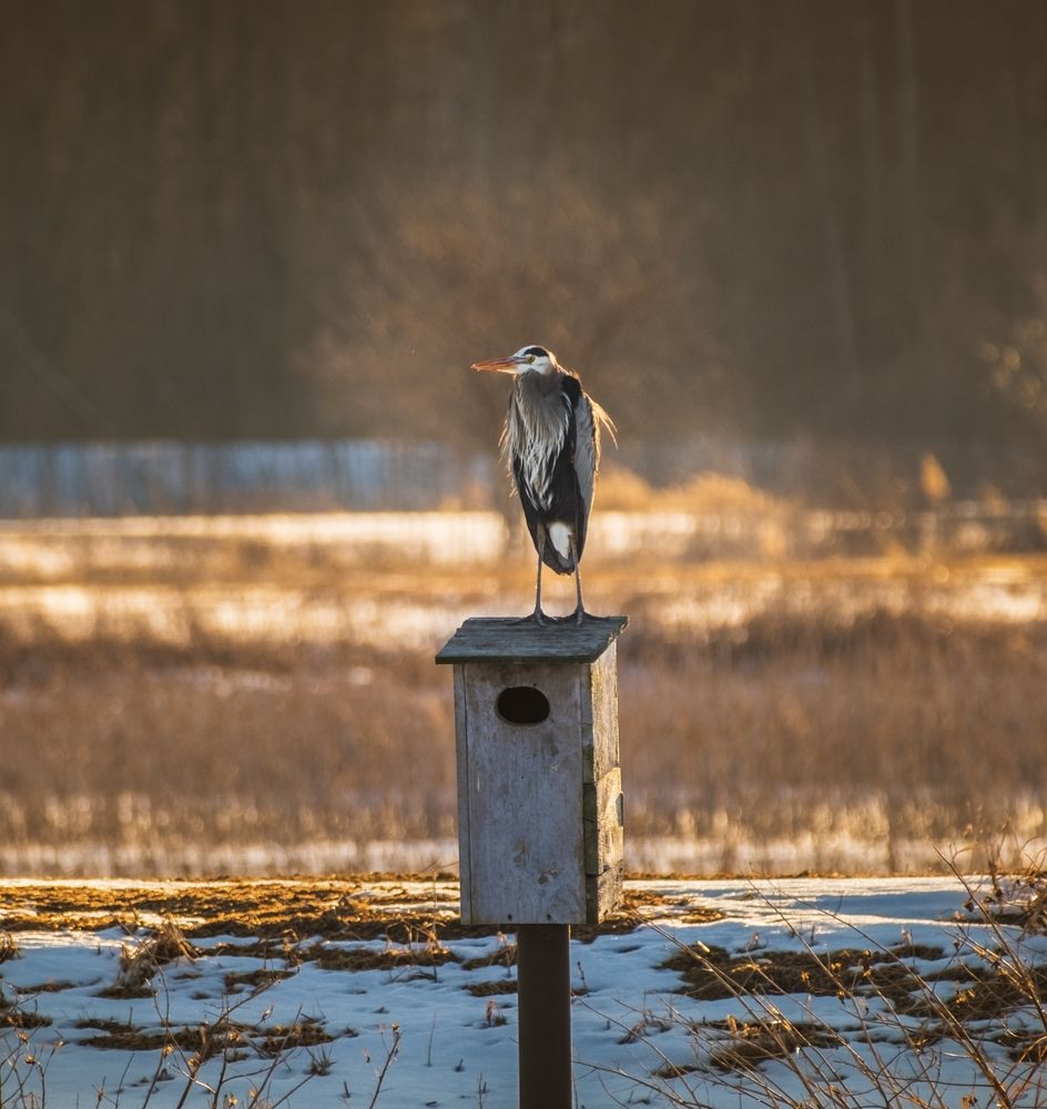 A heron on top of a birdhouse at Eagle Bluffs Conservation Area