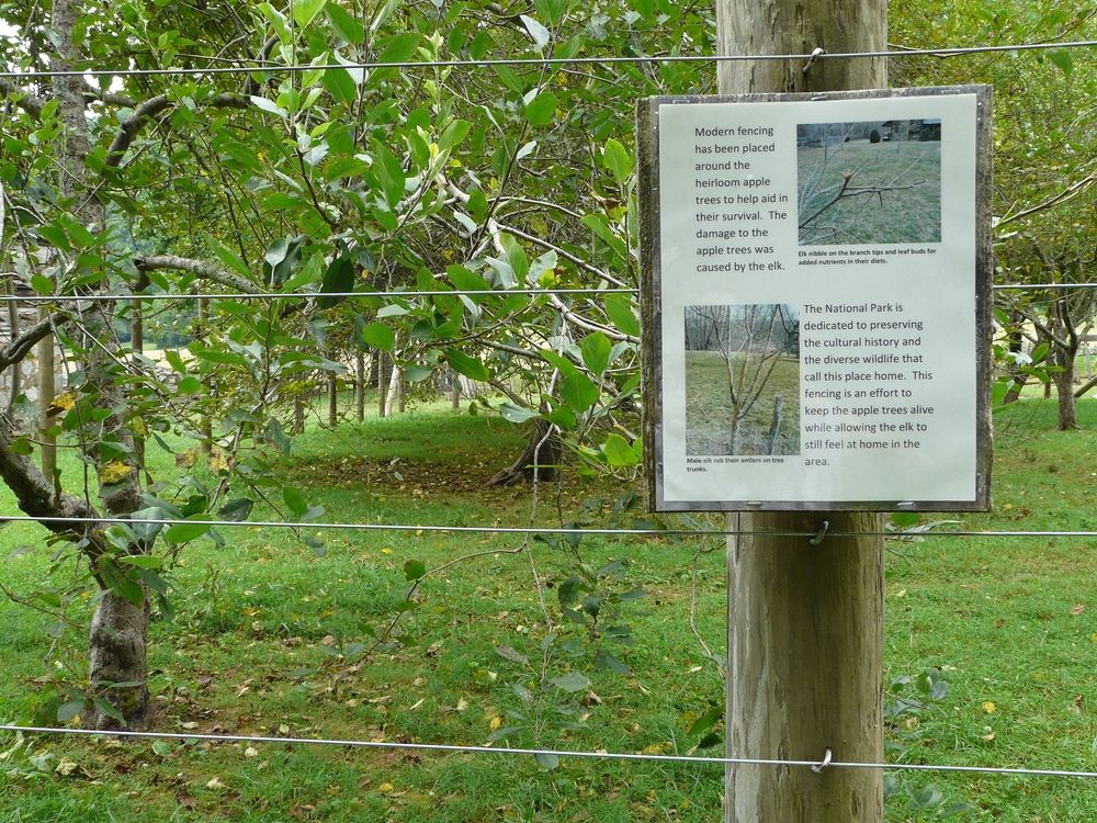 Heirloom apple trees at Mountain Farm Museum