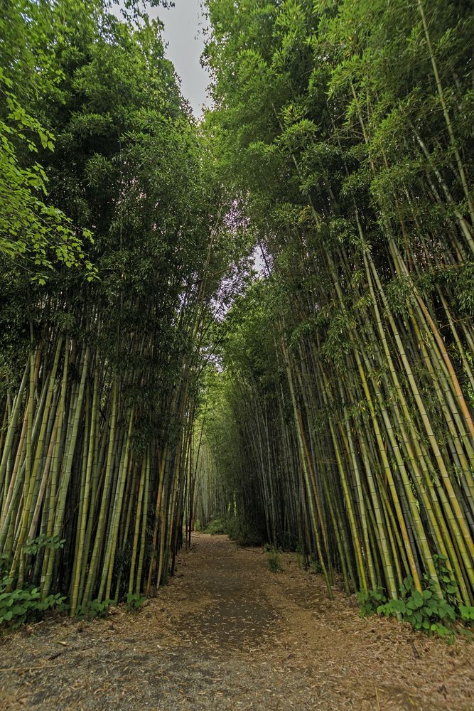 Bamboo forest trail at Oconaluftee Islands Park
