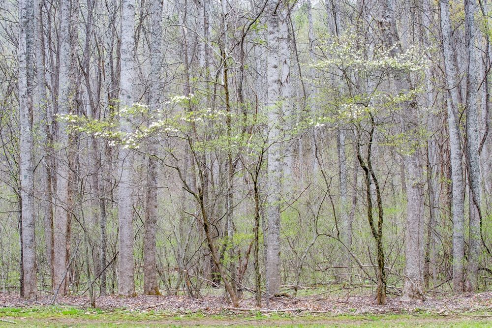 Blooming trees along Oconaluftee River Trail