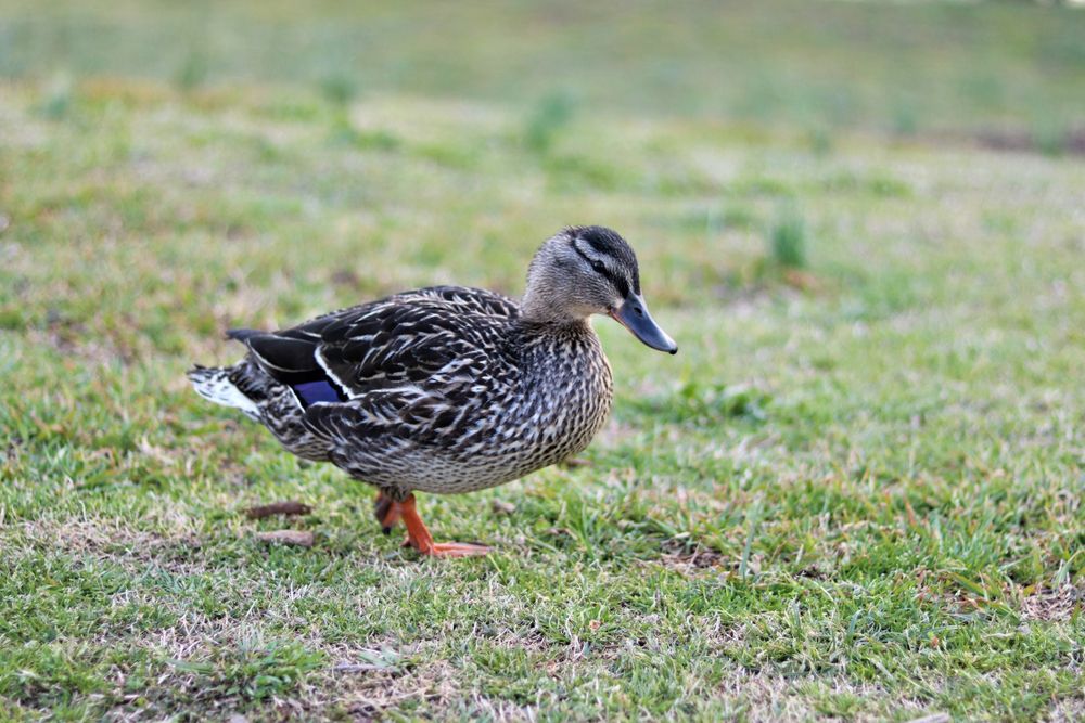 A duck at Vietnam Veterans Park