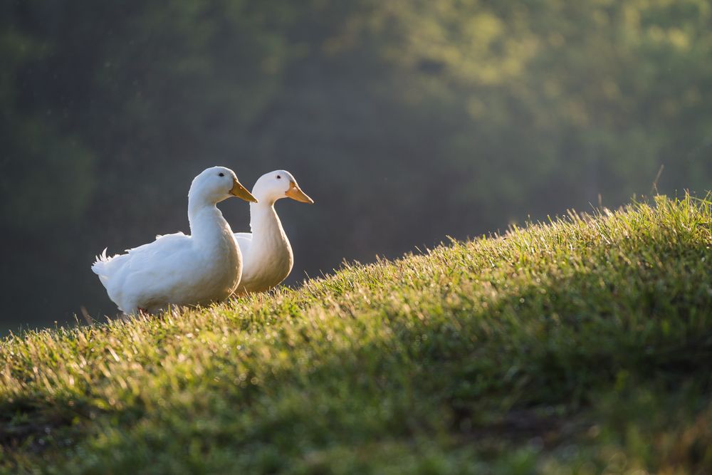 Ducks at Frank Liske Park
