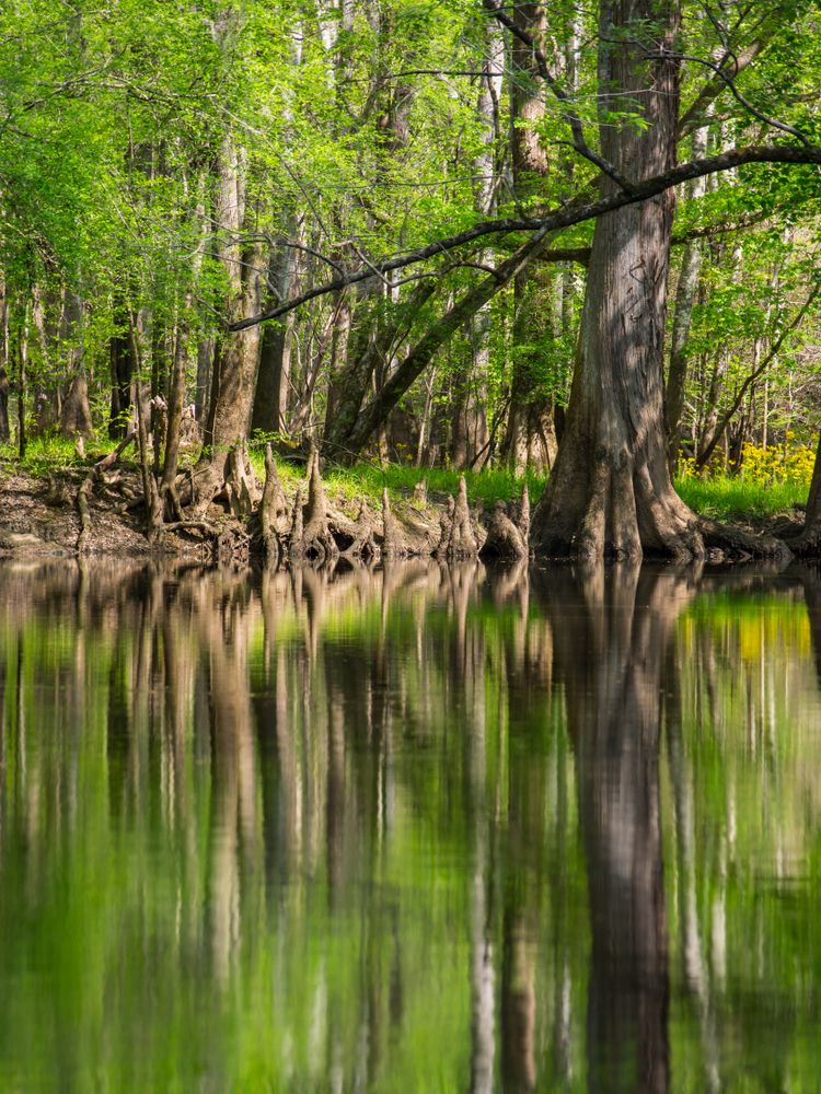 The calm waters of Cedar Creek