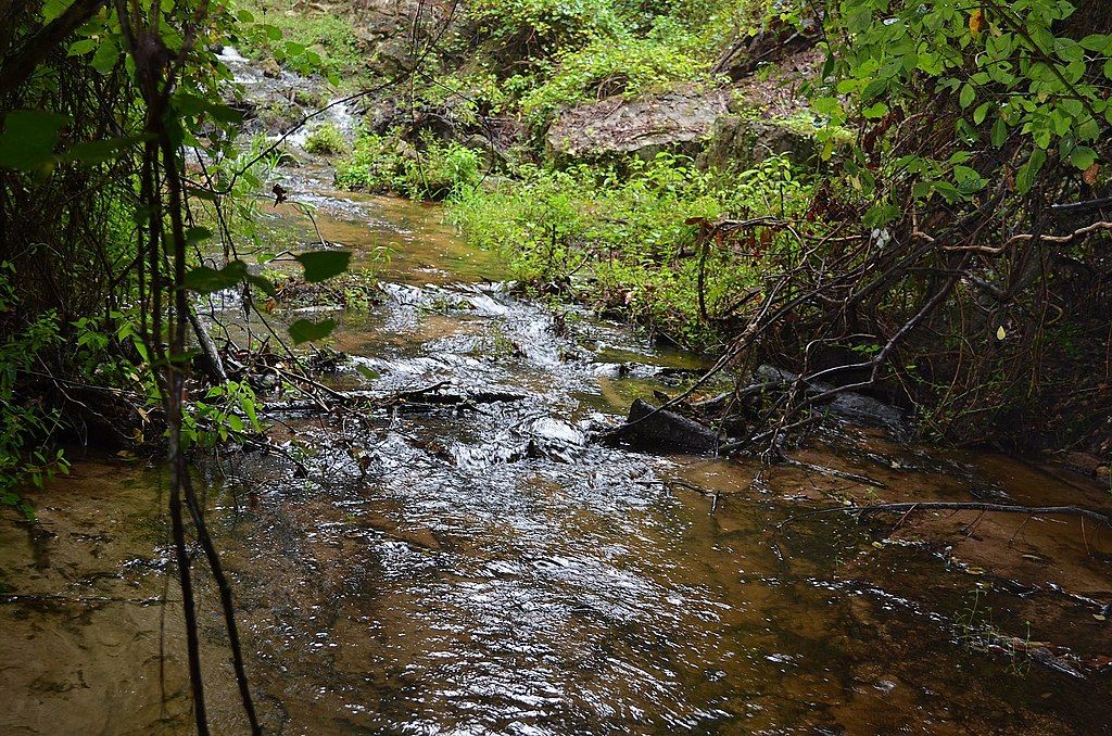 A creek at Poinsett State Park
