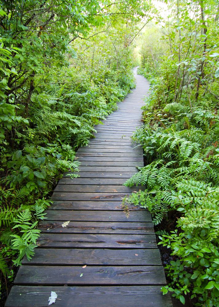 Boardwalk at Beaver Lake Nature Center