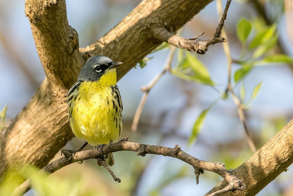 Bird perched on a tree at Stubbs Park