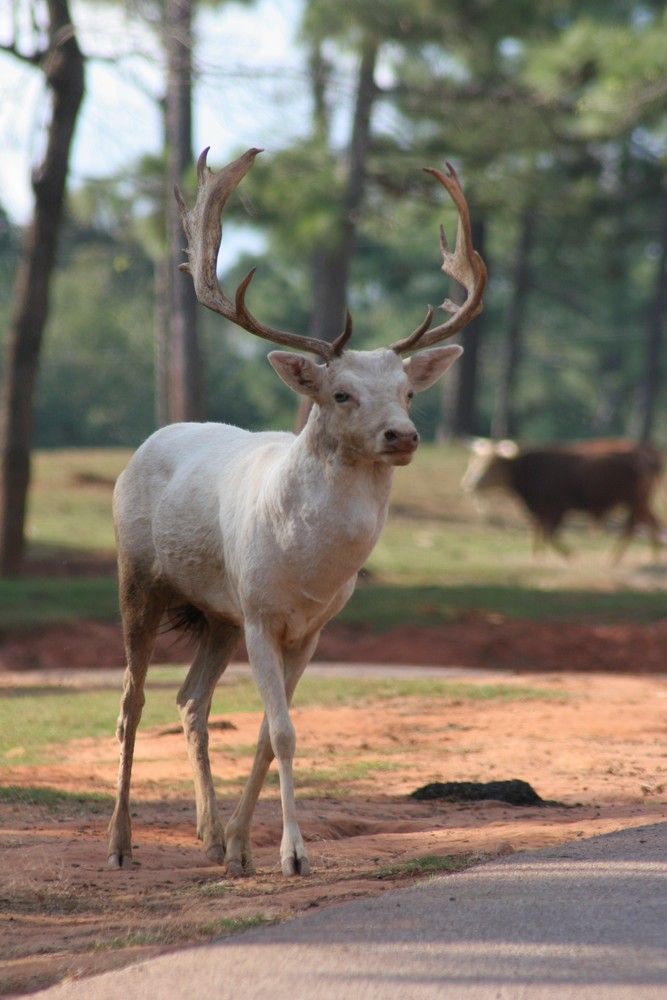 A buck at the Pine Mountain Wild Animal Safari