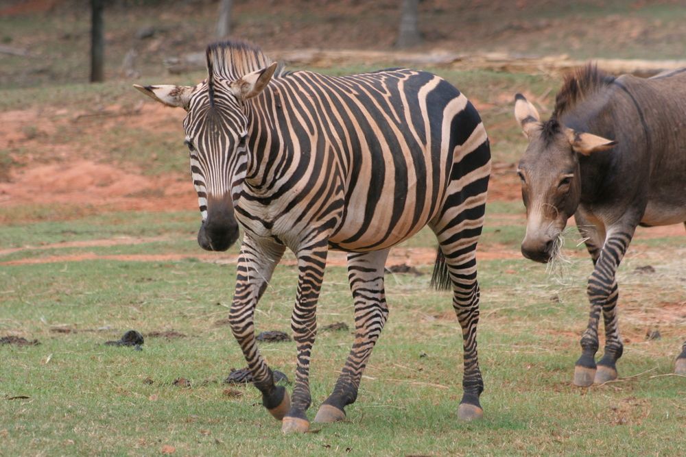 Zebras at Pine Mountain Wild Animal Safari