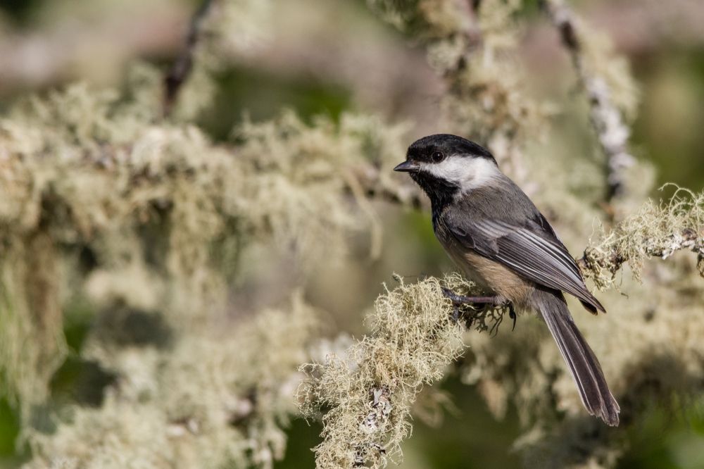 A pretty bird at Jackson-Frazier Wetland