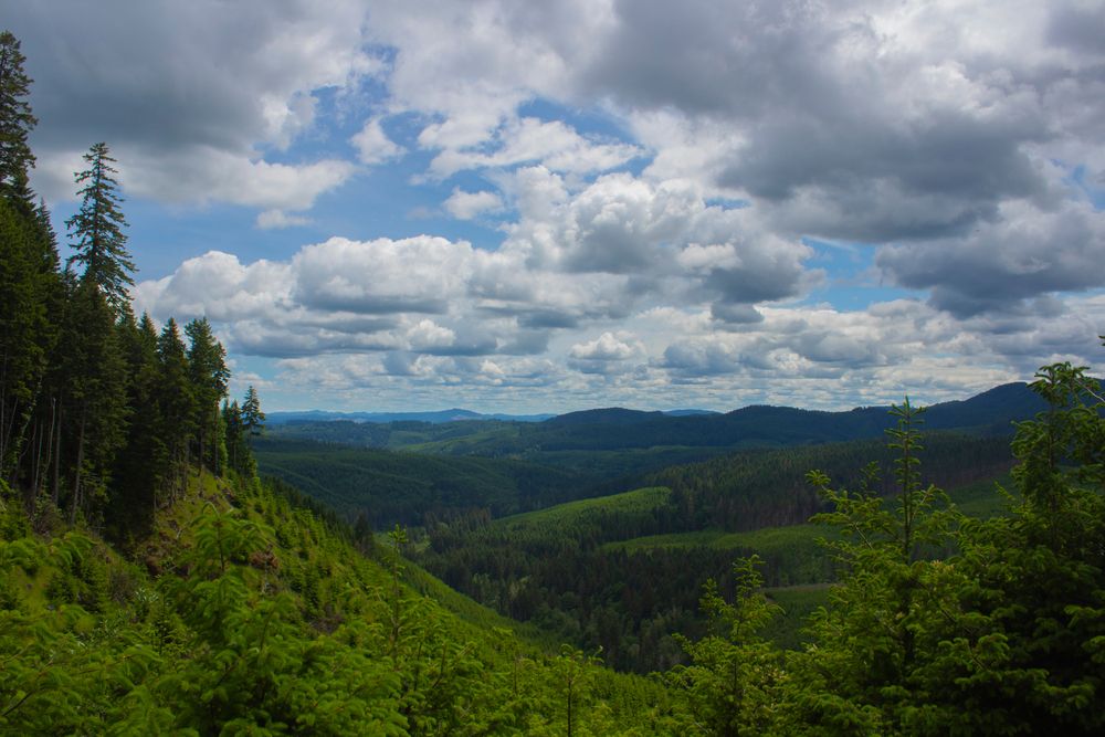 Scenic view from Siuslaw National Forest's peak