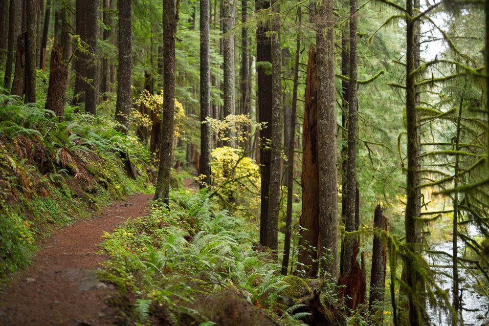 Trail at Siuslaw National Forest